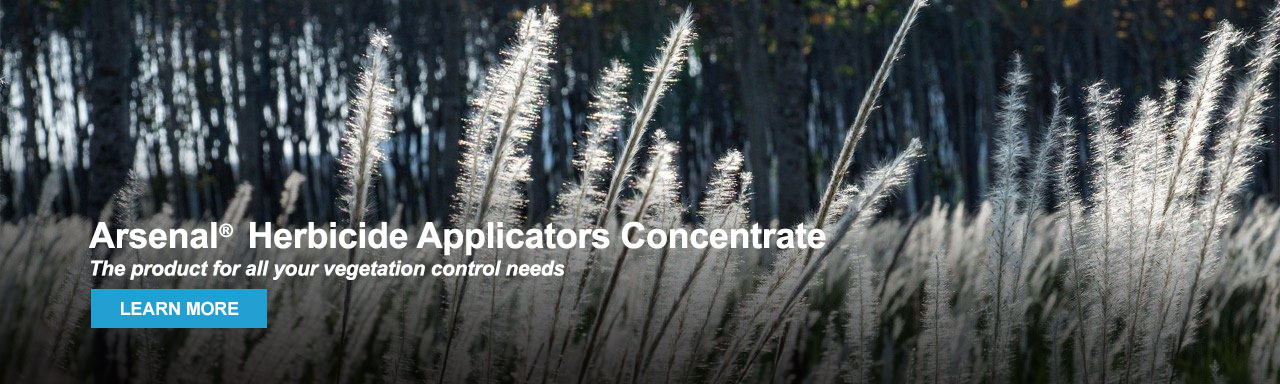 Learn more about Arsenal herbicide Applicators Concentrate